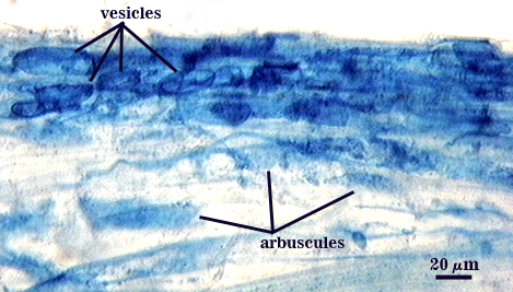 oblong vesicles and arbuscules