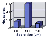 Graph showing size distribution of Acaulospora delicata