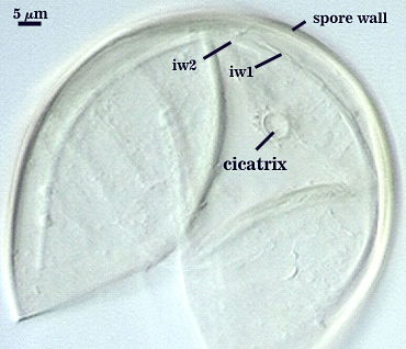 smashed spore cicatrix circular outline or scar visible