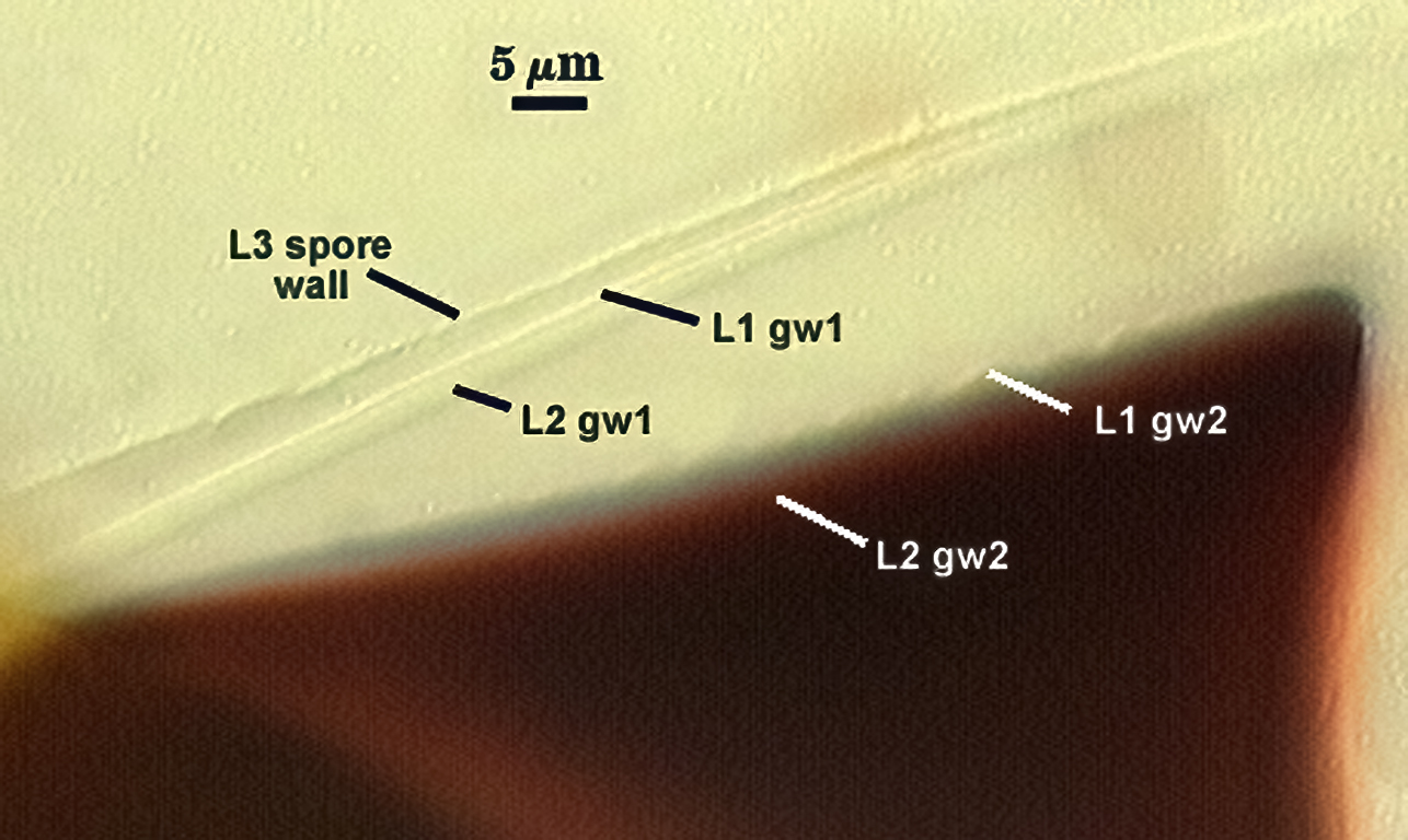 L3 spore wall attached to L1 gw1