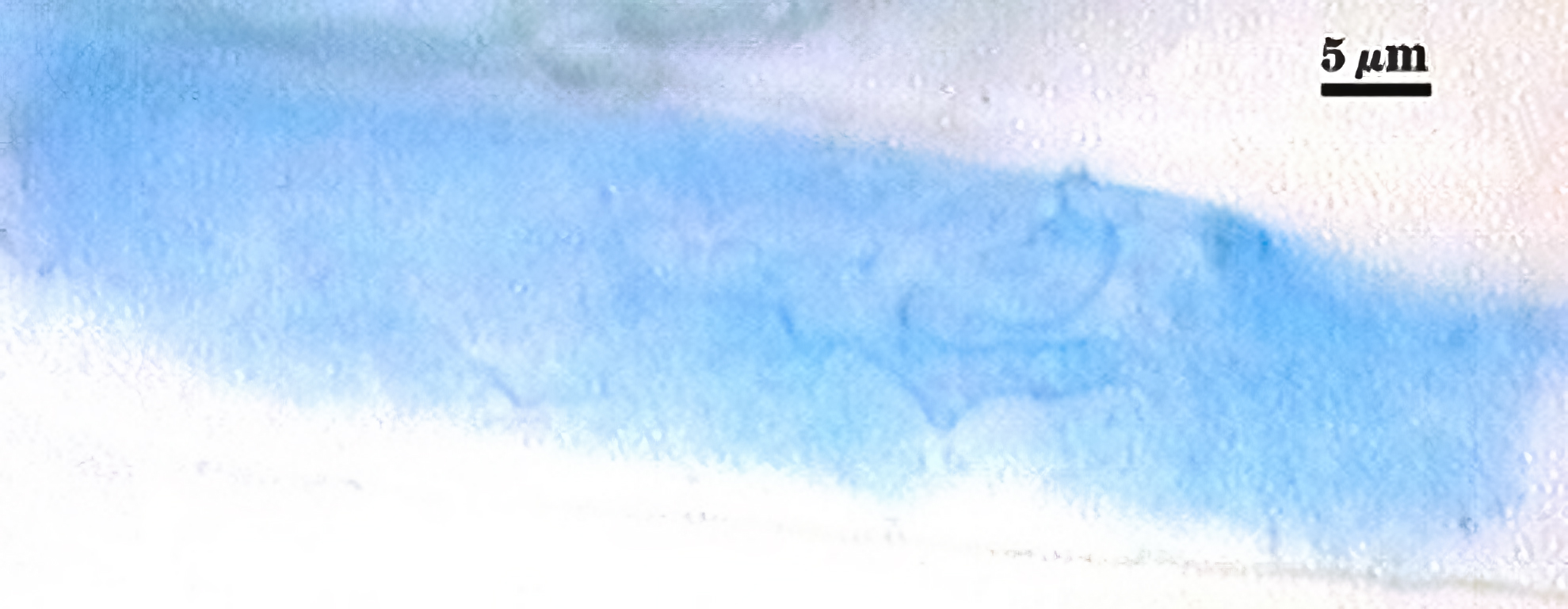 arbuscule faint blue cloud within root cell
