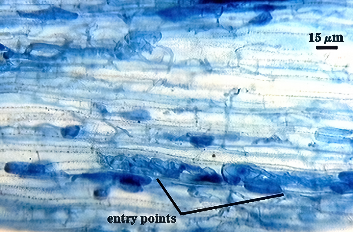 hyphal entry points to root tissue blue stained hyphal mass