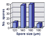 Size distribution