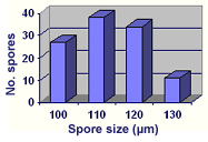 Dilatata spore size graph