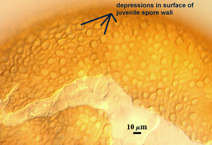 Juvenile spore wall with depressions in surface