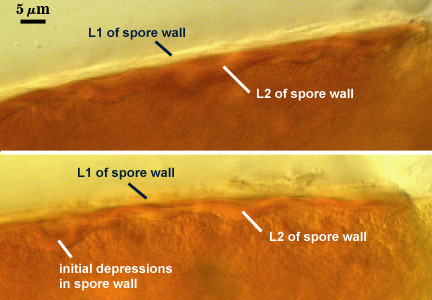L1 and L2 of spore wall with initial depressions in spore wall