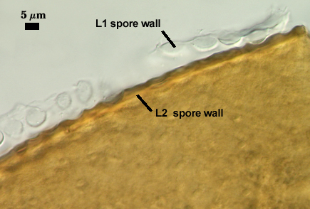L1 and L2 spore wall with depressions