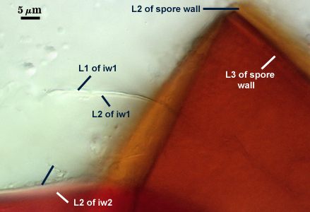 L2 and L3 of spore wall L1 and L2 of iw1 L2 of iw2