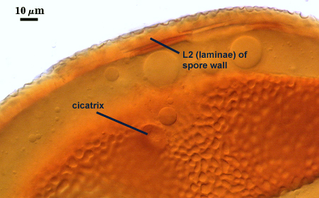 L2 laminae of spore wall and cicatrix