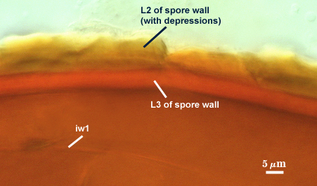 L2 of spore wall with depressions L3 of spore wall iw1