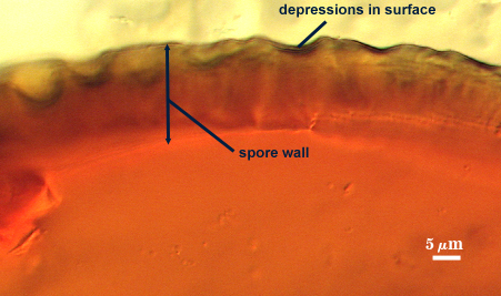 Side view of spore wall with depressions in surface