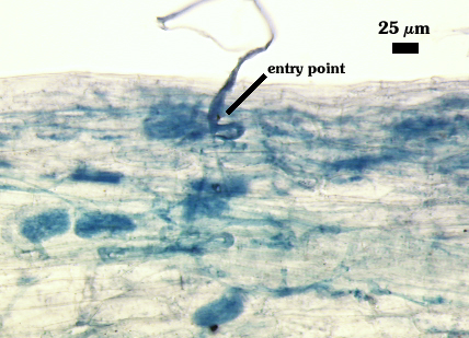Blue stained roots darker blue clouds representing arbuscules and entry point of mycorrhizae into root