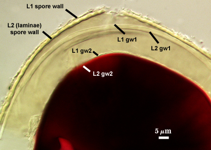 L1 spore wall L2 laminae spore wall L1 and L2 gw1 and L1 and L2 gw2