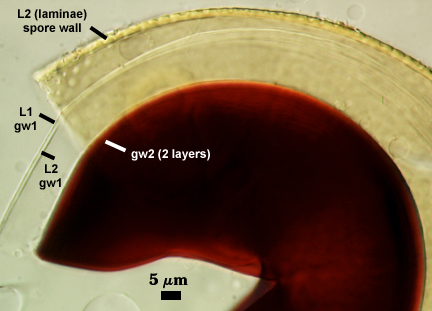 L2 laminae spore wall L1 and L2 gw1 gw2 2 layers