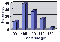 Size distribution graph with slight right skew