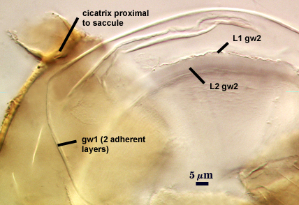 cicatrix proximal to saccule gw1-2 adherent layers L1 and L2 gw2 layers