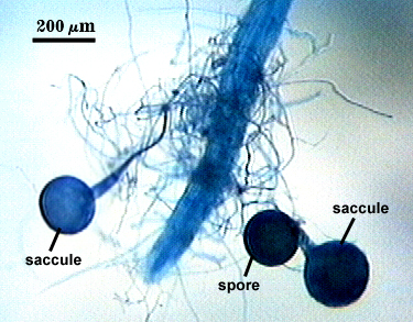 Blue stained saccule and blue stained spore leaving saccule still attached