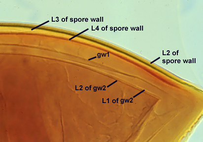 In melzers reagent orange center L2 L3 and L4 of spore wall gw1 L1 and L2 of gw2