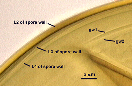 L2 L3 and L4 of spore wall gw1 and GW2