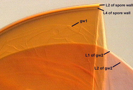 L2 and L4 of spore wall gw1 L1 and L2 of gw2
