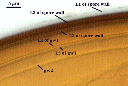 L1 L2 and L3 of spore wall L1 and L2 of gw1 gw2