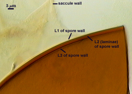 L1 L2 and L3 of spore wall and saccule wall