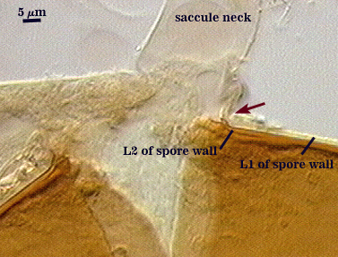 L1 and L2 of spore wall and saccule neck