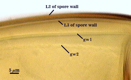 L2 and L3 of spore wall gw1 and gw2