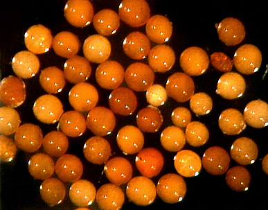 Salmon-to-orange-brown-shiny-spheres