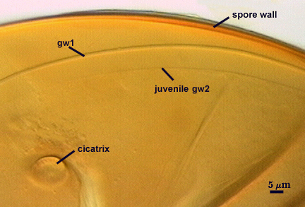 Spore wall gw1 juvenile gw2 and cicatrix
