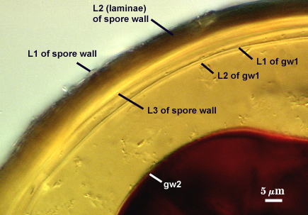L1 L2 and L3 of spore wall L1 and L2 of gw1 gw2 dark red