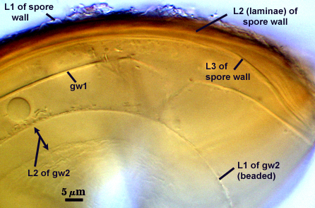 /sites/invam/files/images/species/Acaulospora/mellea/L1L1 L2 and L3 of spore wall gw1 L1 beaded of gw2 L2 of gw2