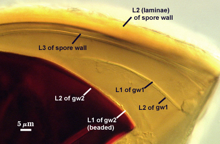 L2 and L3 of spore wall L1 and L2 of gw1 L1 beaded and L2 of gw2