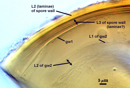 L2 and L3 of spore wall gw1 L1 and L2 of gw2