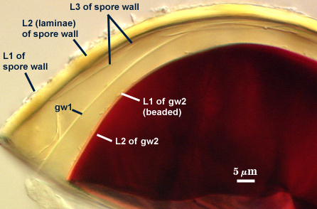 L1 L2 and L3 of spore wall gw1 L1 and L2 of gw2