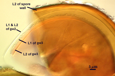 L2 of spore wall L1 and L2 of gw2 L1 and L2 of gw3