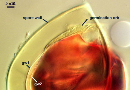 Spore wall germination orb gw1 gw2