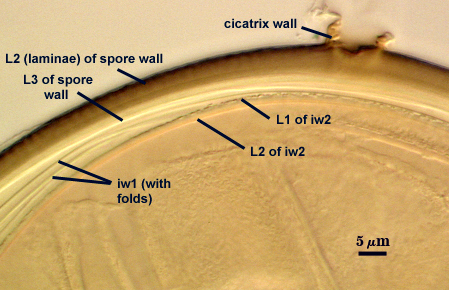 Cicactrix wall L2 and L3 of spore wall iw1 with folds L1 and L2 of iw2