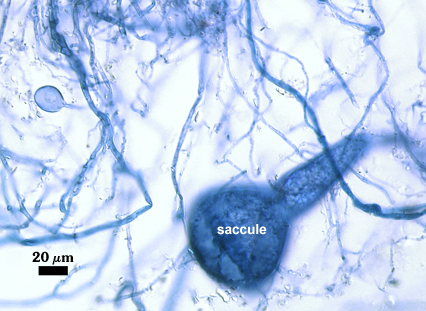 Died blue spore saccule