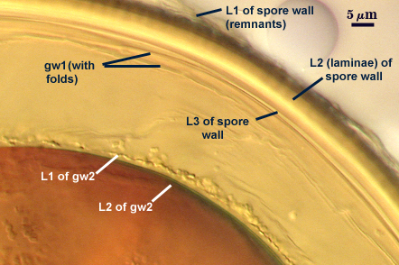 L1 L2 and L3 of spore wall gw1 with folds L1 and L2 of gw2
