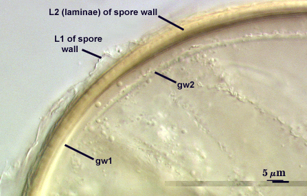 L1 of spore wall L2 laminae of spore wall gw1 gw2