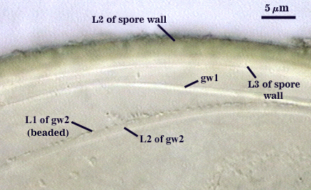 L2 and L3 of spore wall gw1 L1 of gw2 beaded L2 of gw2