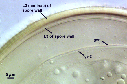 L2 laminae of spore wall L3 of spore wall gw1 gw2
