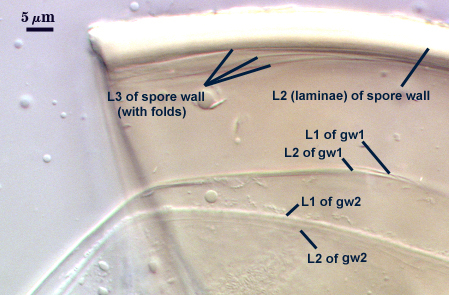 L2 laminae of spore wall L3 of spore wall with folds L1 and L2 of gw1 L1 and L2 of gw2