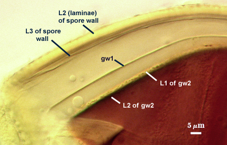 L2 of spore wall L3 of spore wall gw1 L1 and L2 of gw2