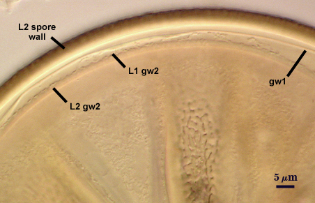 L2 spore wall gw1 L1 and L2 gw2