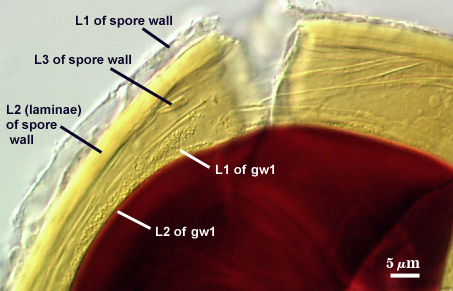 In melzers L1 L2 and L3 of spore wall L1 and L2 of gw1 dark red center
