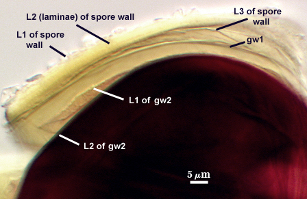 L1, L2, and L3 of spore wall gw1 L1 and L2 of gw2