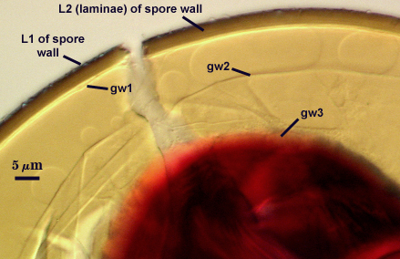 L1 and L2 of spore wall gw1 gw2 and gw3