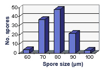 Size distribution graph normal distribution